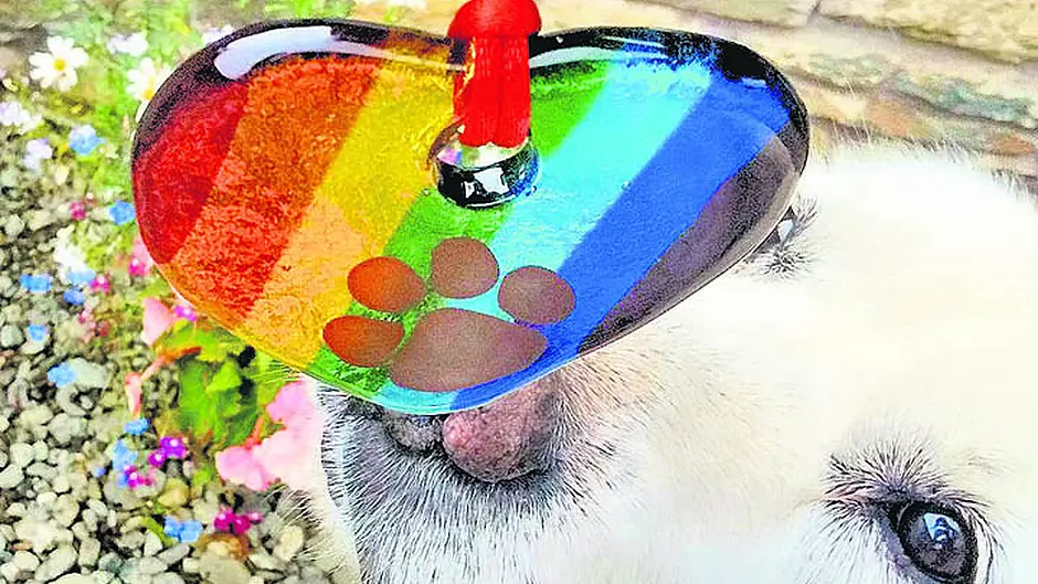 Best paws forward  for animal charity Image