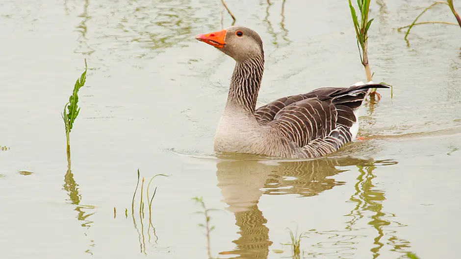 Geese have been domesticated for 4,000 years Image