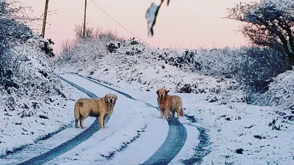 Reader Photos: Snow in West Cork Image