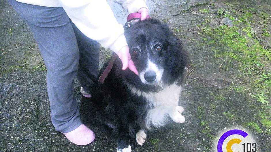 Ann reunites lost Ben with his owners Image