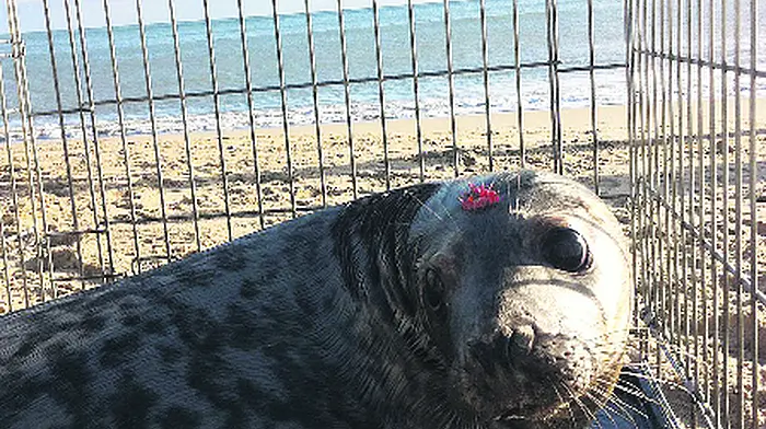 Union Hall seal ‘reunited' with sea Image