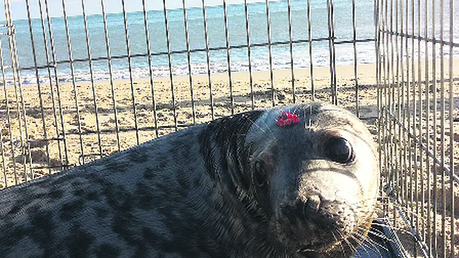 Union Hall seal ‘reunited' with sea Image
