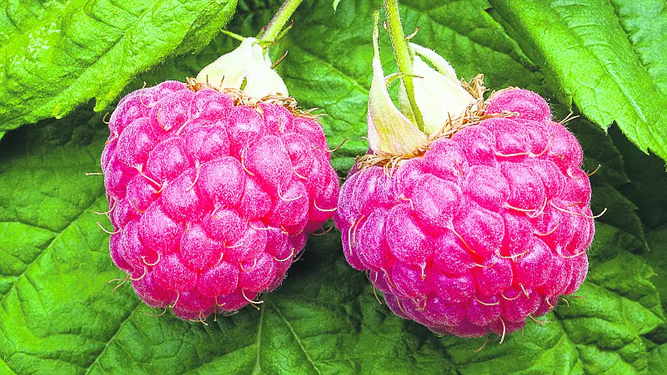 Time to prune soft fruit bushes Image
