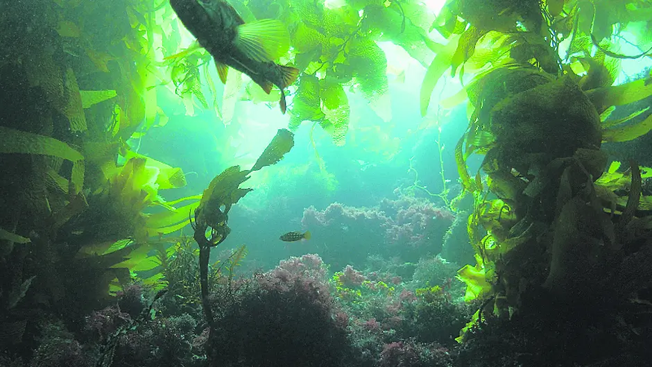 Firm defends plan to harvest 1,800 acres of seaweed in Bantry Bay Image