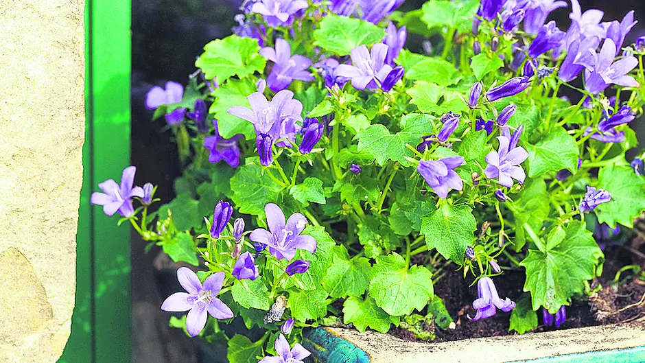 March is the ‘sowing month' Image