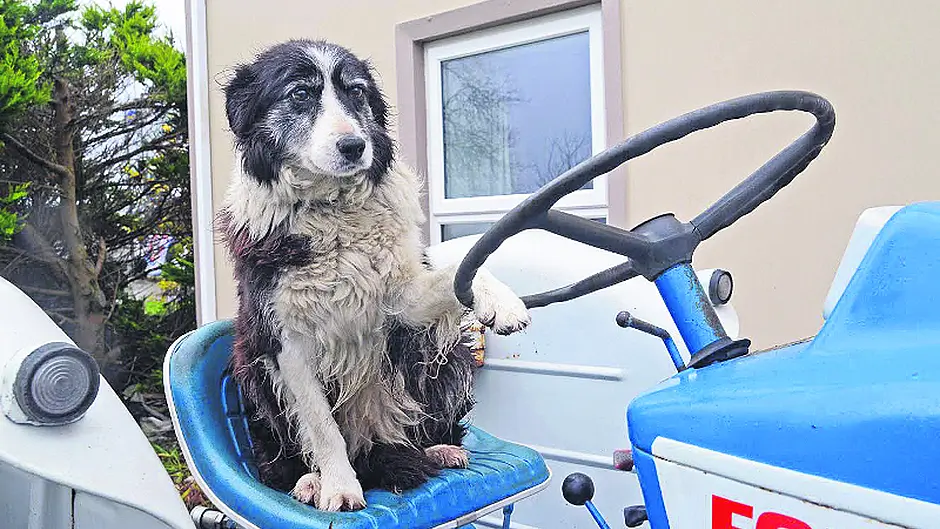 Tractor-loving Tippy, our Star cover girl, dies Image