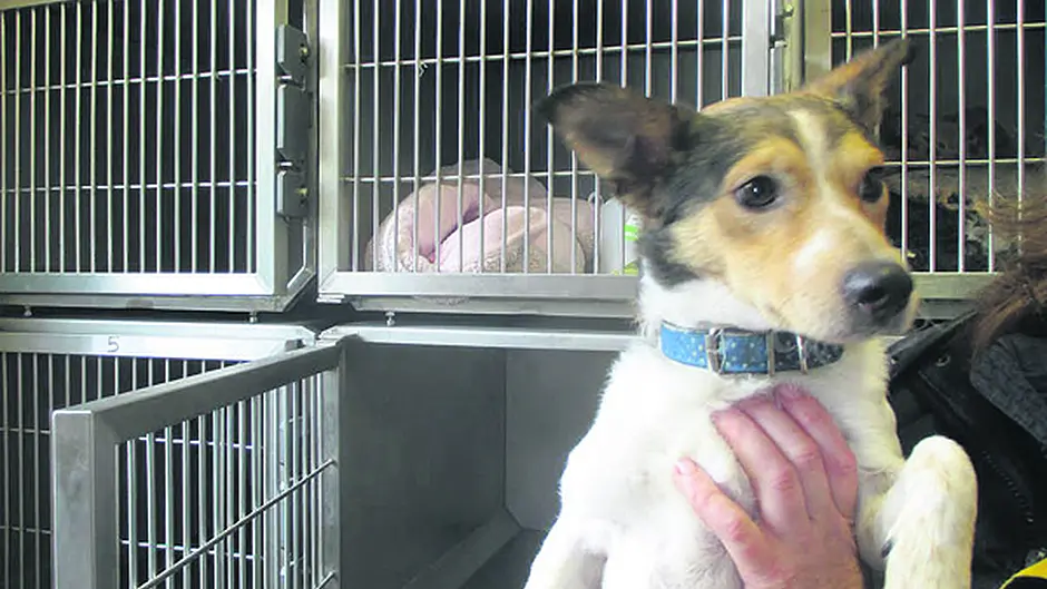 Man who abandoned terrier ‘Hobbs' for a week is told by judge that he can't own any dogs for a year Image