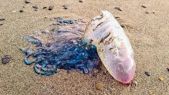 Fresh warning issued as Portuguese Man O'War returns to local beaches Image