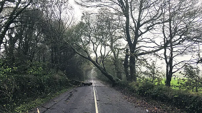 ‘Nearly every route' in West Cork was blocked by trees at some point Image