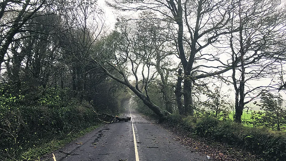 ‘Nearly every route' in West Cork was blocked by trees at some point Image