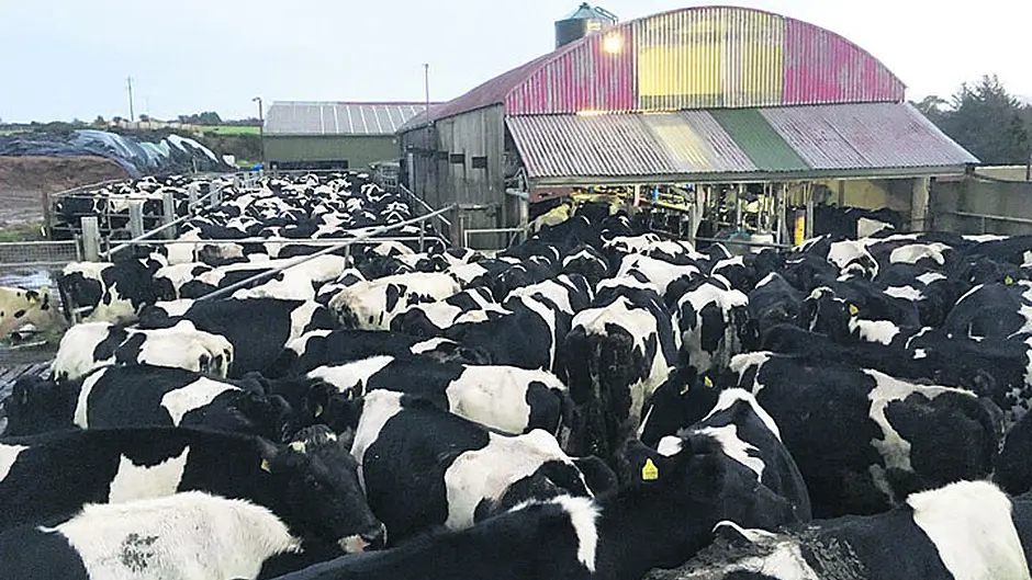 Donal makes sure 1,200 cows from nine herds are milked Image