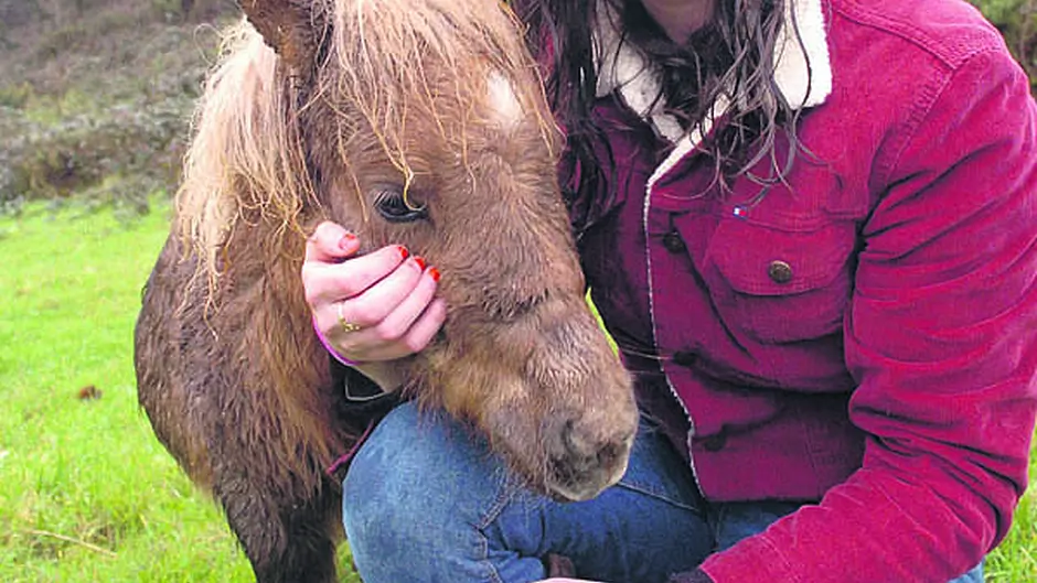 Alice's pony charms Southern Star's huge Facebook audience Image