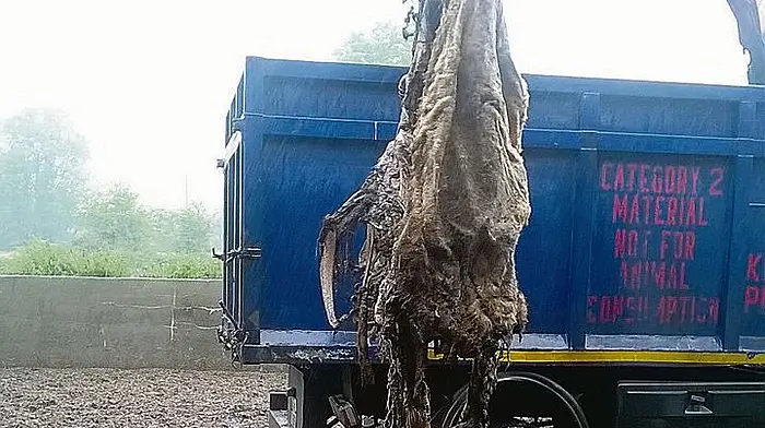 Durrus farmer faces 34 charges in relation to animal cruelty Image