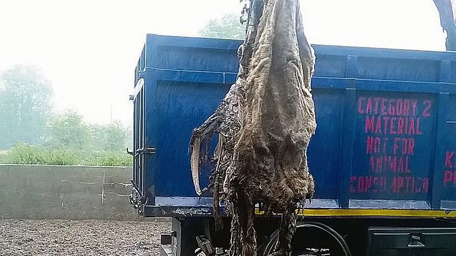 Durrus farmer faces 34 charges in relation to animal cruelty Image