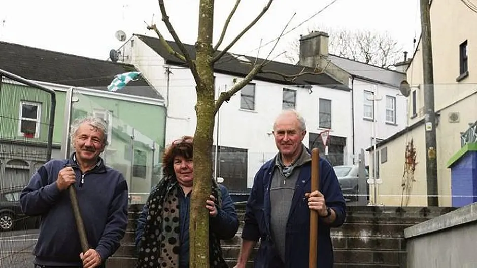 Chestnut tree is replaced in Ballydehob Image