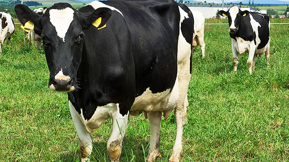 Farmer makes appeal as gardaí issue warning over stolen cattle Image