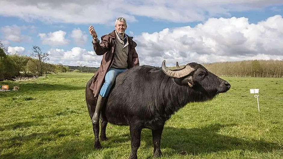 Macroom buffalo cheese takes world gold Image