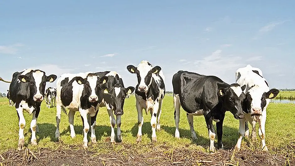 Late pregnancy management  of suckler cows is critical Image