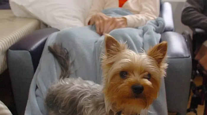 Little Yorkie is a great ‘Buddy' for Skibb hospital's staff and patients Image