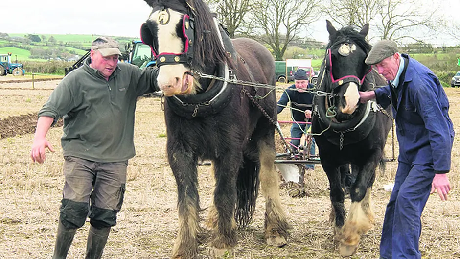 County ploughing final at Timoleague proves to be an outstanding success Image
