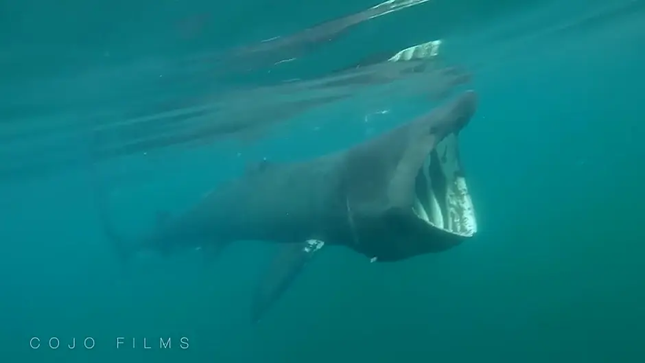 [Watch] Basking shark seen off West Cork coast Image