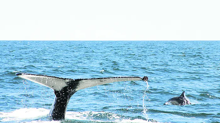 [Video] Whales provide world-class shows for visitors off coast of West Cork Image