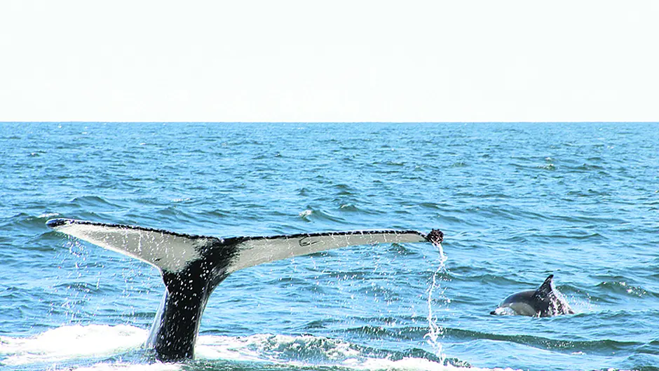 [Video] Whales provide world-class shows for visitors off coast of West Cork Image