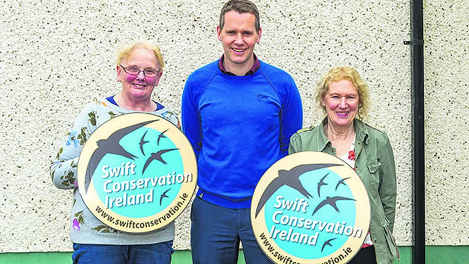 Schull's national school is taking Swift action to help conserve bird population Image