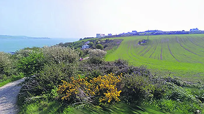 Cattle better looked after than Graball Bay locals Image