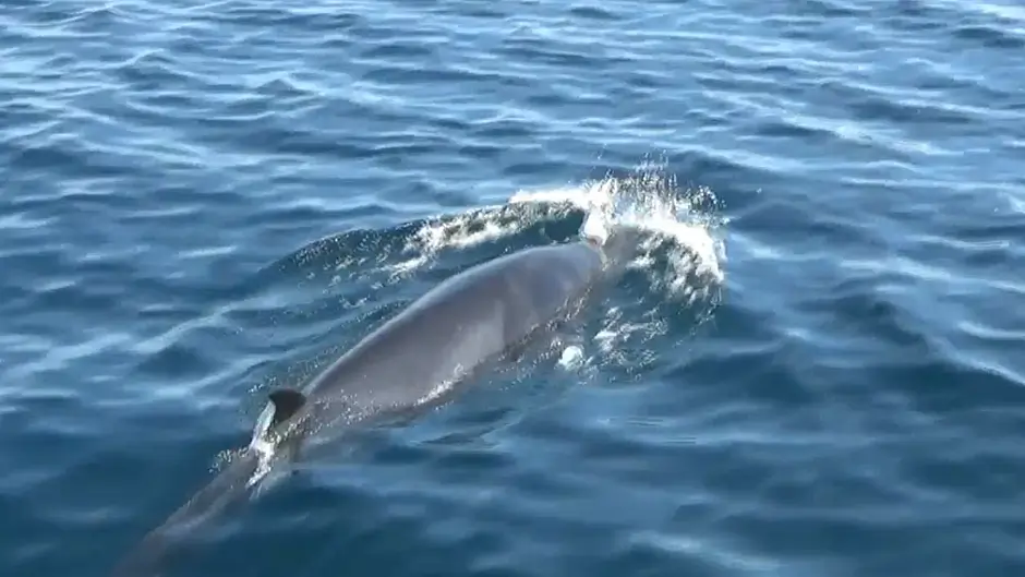 WATCH: Minke Whale 'bow rides' whale-watching boat near Galley Head Image