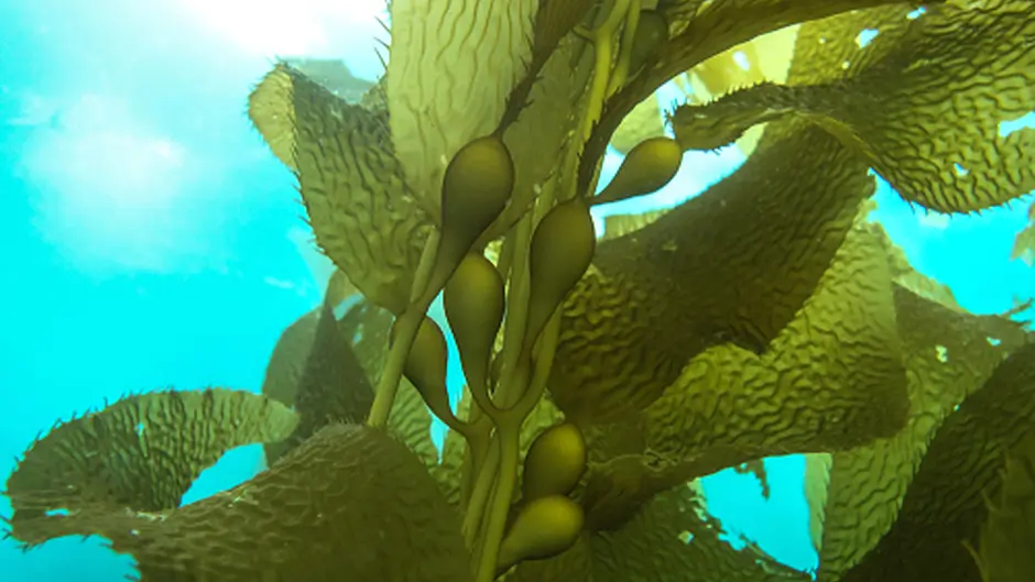 Minister won't grant any future seaweed harvesting licences  Image
