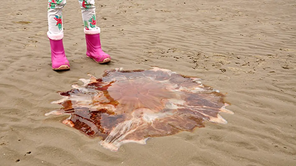 WARNING: Lion's Mane jellyfish invade West Cork waters! Image