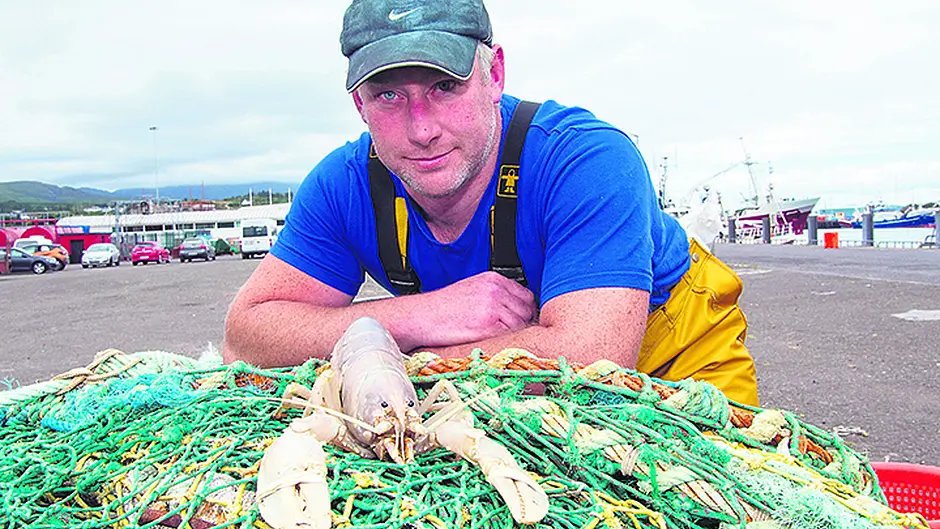 Things turn out all-white  for rare Beara lobster Image