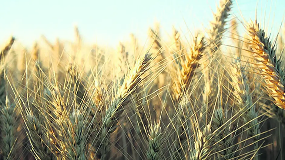Scramble for straw due to ‘empty farm sheds' Image