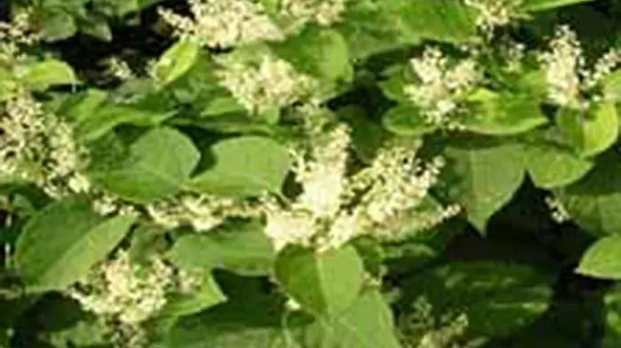 Invasive knotweed to be buried underground in sealed tomb Image