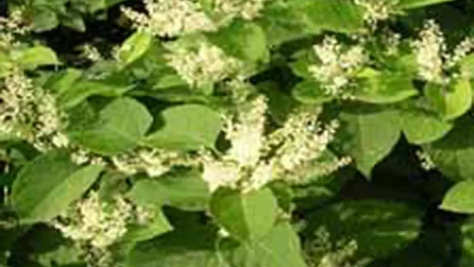 Invasive knotweed to be buried underground in sealed tomb Image