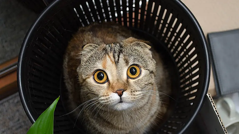 ‘Animal lover' dumped kittens in city's charity bin Image