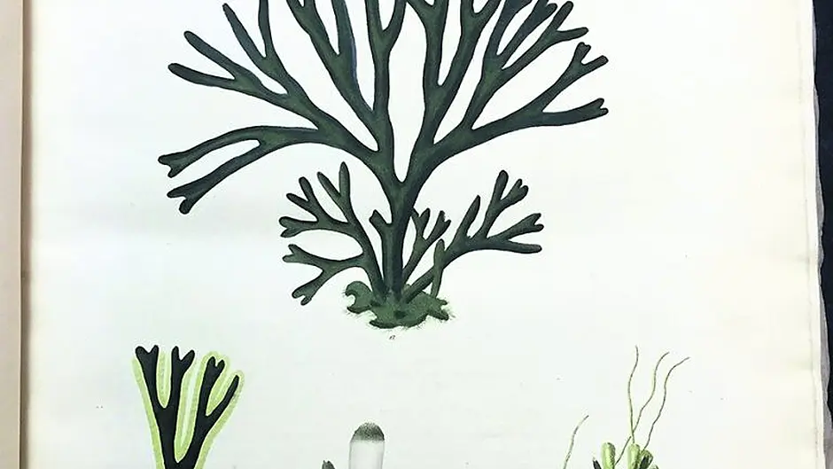 Workshops, walks and talks at Ellen Hutchins Festival of botany in Bantry Image