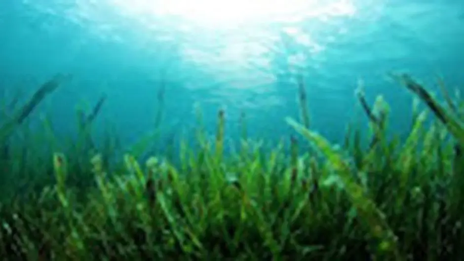 Date set for kelp harvesting to begin in Bantry Image
