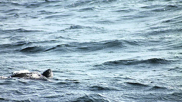 Rare Caribbean turtle spotted off Courtmacsherry coast Image