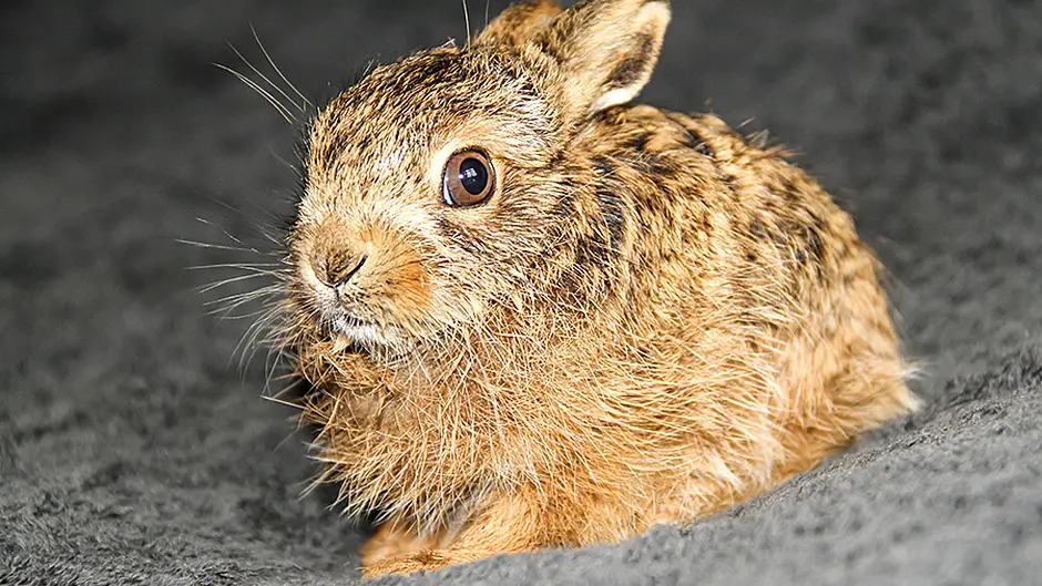 Group says 26 hares taken off Whiddy for coursing Image