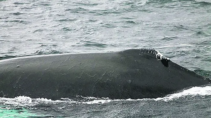 Whale ‘Boomerang' is back in Courtmacsherry's waters Image