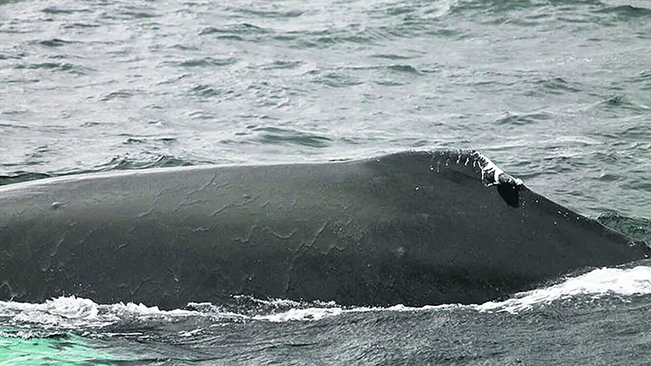 Whale ‘Boomerang' is back in Courtmacsherry's waters Image