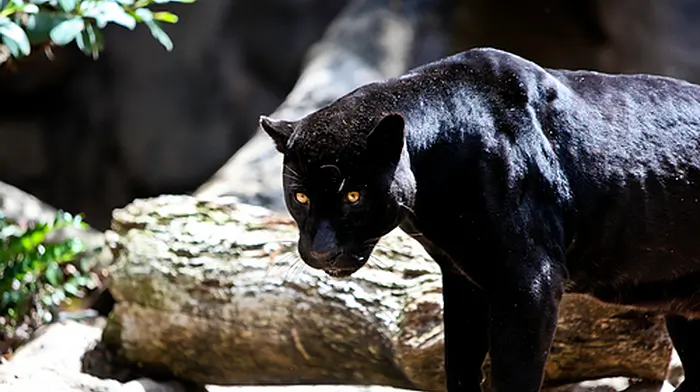 Search for puma in Cork continues Image