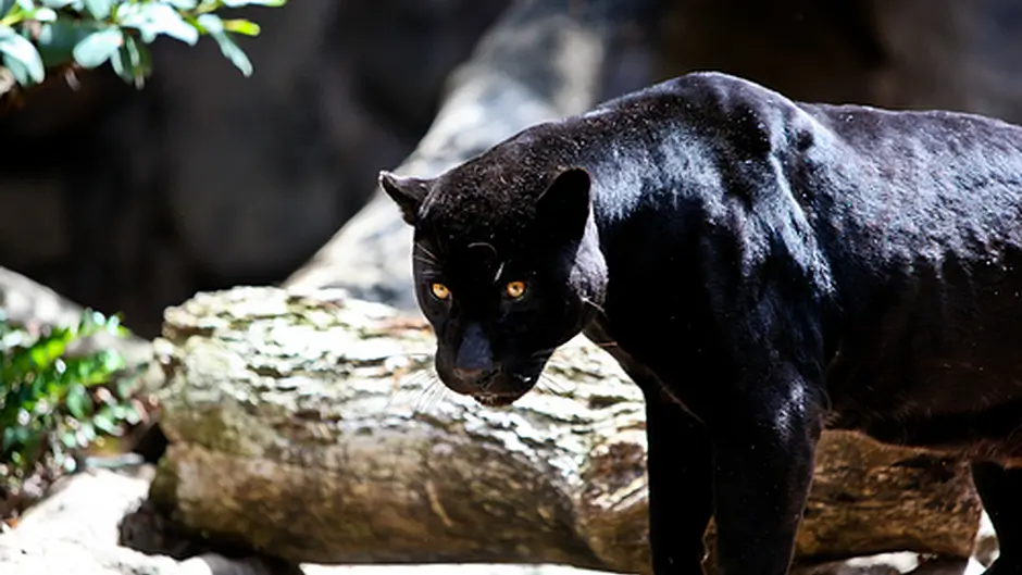 Search for puma in Cork continues Image