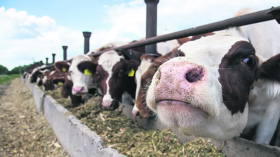 Info evening for cattle farmers at Skibb Mart Image