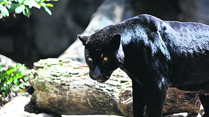If you go down to Crosser today, you might just meet our elusive puma Image