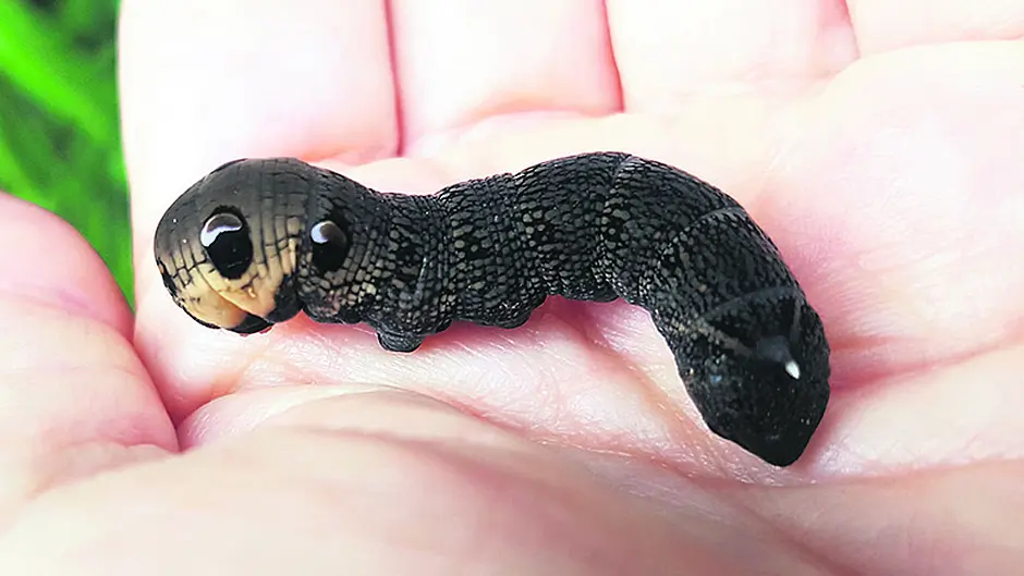 Hairy little caterpillars on the move Image