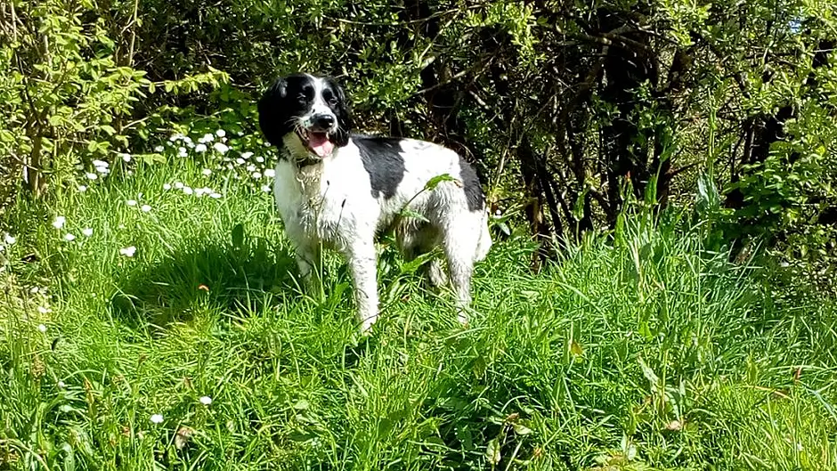 Charlie is found safe and well – 12km away, 12 days later! Image