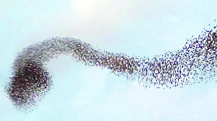 WATCH: Timoleague starling video goes viral Image